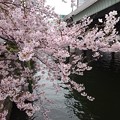 桜＠日本橋