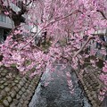 写真: 桜＠二ヶ領用水