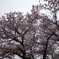 桜＠ご近所