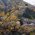 写真: 山桜と211系