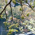 写真: 山桜と「スーパーあずさ」