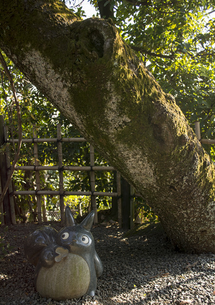 写真: 木の下のトトロ