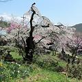 写真: 枝垂桜１