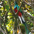 写真: カザリキヌバネドリ Resplendent Quetzal