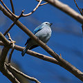 写真: ソライロフウキンチョウ Blue-gray Tanager