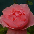 Photos: ピンクのバラ