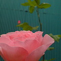 Photos: ピンクのバラ