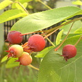 Juneberry