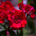 写真: 紅の薔薇”