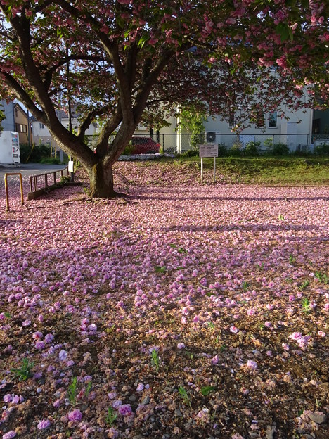 Photos: 八重桜