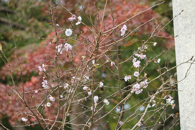 高尾山の10月桜