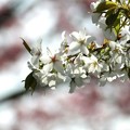 写真: 大島桜の輝き(ピンクバージョン)