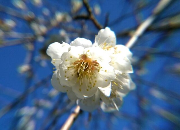 写真: 垂れ梅が8分咲き