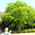 写真: 新宿御苑の巨木