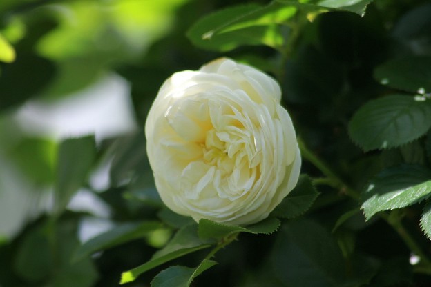 写真: 白い薔薇