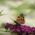 写真: 蝶の来る庭