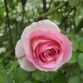 写真: お庭のバラ