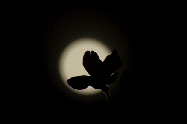 写真: 月夜桜