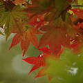 写真: 秋の足音　3