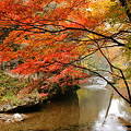 写真: 渓谷の秋