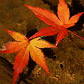秋の彩り　4