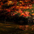 写真: 秋の彩り　8