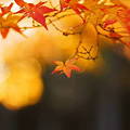 写真: 秋の彩り　9