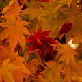 写真: 秋だぁぁぁぁ！(中心)
