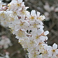 写真: 山の桜