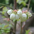写真: ブルーベリーの花