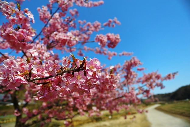 写真: 河津桜（松戸　21世紀の森広場）