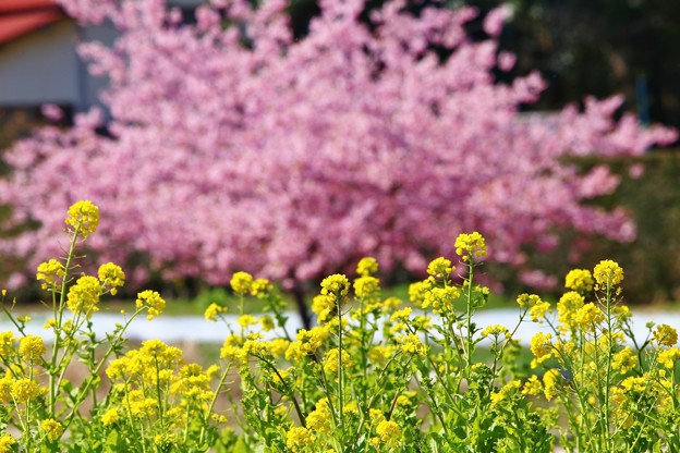 写真: 菜の花と河津桜（松戸　21世紀の森広場）
