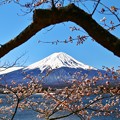 河口湖からの富士山と桜