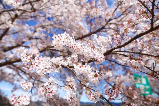 写真: 談合坂ＳＡの桜