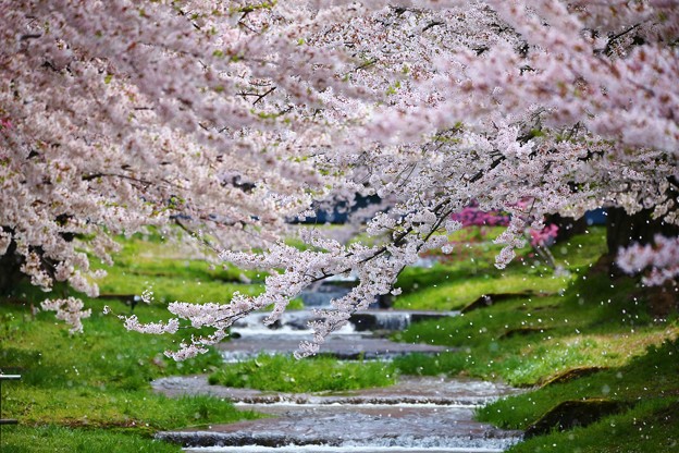 写真: 福島　観音寺川の桜