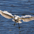 写真: 水元公園の野鳥たち　その１