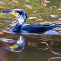 写真: 水元公園の野鳥たち その３