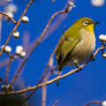 写真: 水元公園の野鳥たち　その５
