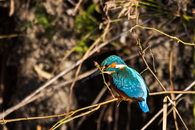 写真: 水元公園の野鳥たち　その7