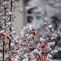 写真: November Snowfall