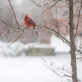 写真: Northern cardinal