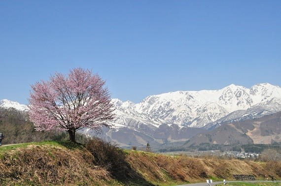 写真: 15野平の桜1