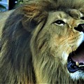写真: DSC_8675 (2)　咆哮するライオン