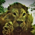 写真: ライオンに襲われた
