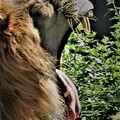 写真: ライオンのあくび