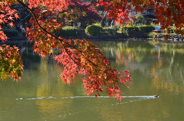 写真: DSC_2492　薬師池公園の紅葉−１