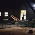 写真: 夜の動物園にて