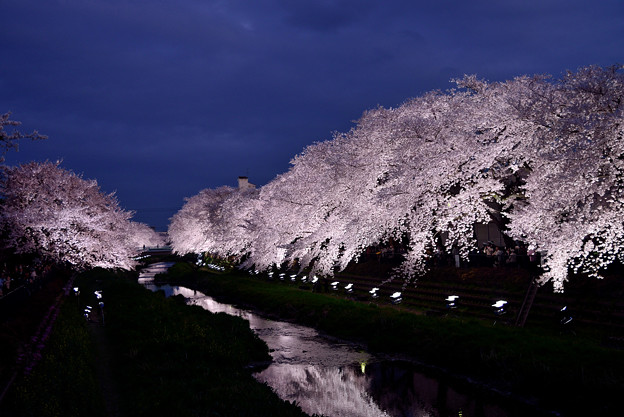 写真: 夜桜、今年も。