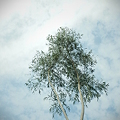 写真: なにかを感じる木