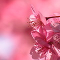 写真: 桜色の世界征服
